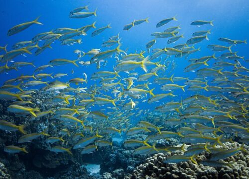 Sharm El Naga Tagesschnorcheln