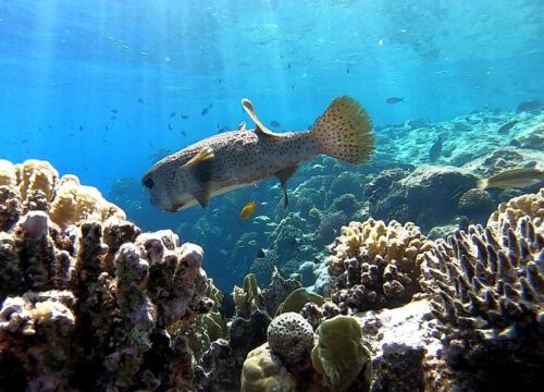 Sharm El Naga Tagesschnorcheln