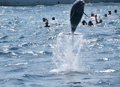 Schnellboot mit Delfinen